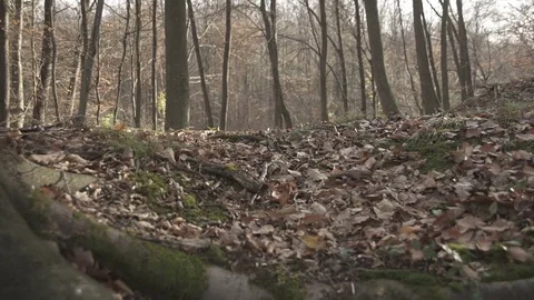 Gimbal slow motion shot in the forest at autumn Stock Footage 71344042