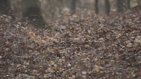 Gimbal slow motion shot in the forest at autumn Stock Footage 71347114