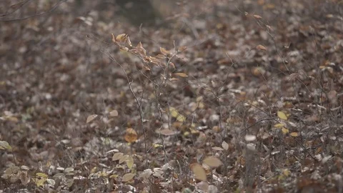 Gimbal slow motion shot in the forest at autumn Stock Footage 71347723
