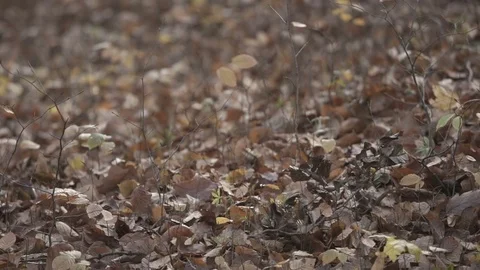 Gimbal slow motion shot in the forest at autumn Stock Footage 71347805