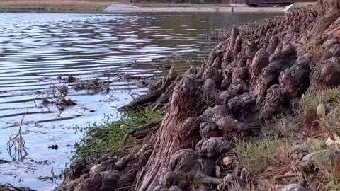 Gimbal-stabilized flyover close-up of the knobby roots known as Cypress Knees Vídeo Stock 170169231