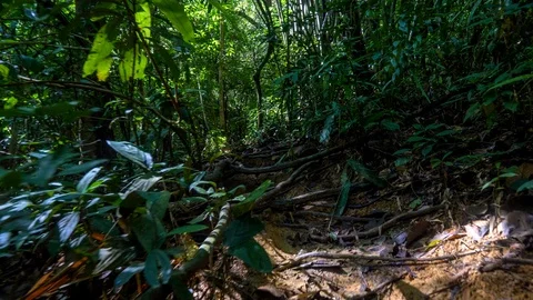 Gimbal stabilized tracking shot along dirt trail through green jungles. Stock Footage 85842182