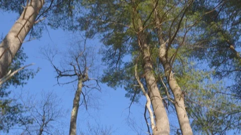 Gimbal Tilt-down of Forest Canopy on Sunny Day Parallax Shot Stock Footage 93191127