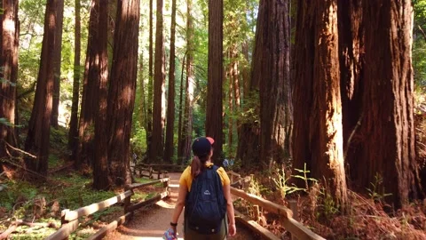 Gimbal tilting up shot while walking through a grove of coastal redwood Stock Footage 233854100