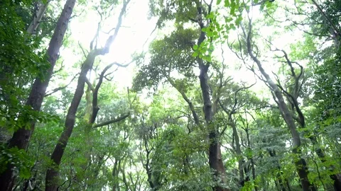 Gimbal Walking Pan Up - Walking in Forest Stock Footage 104282296