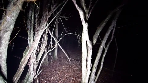 Gimbal walking through dark woods at night. Video stock 103798421
