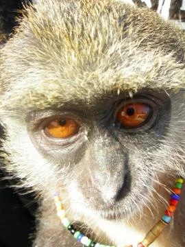 Gina the monkey on the beach 写真素材