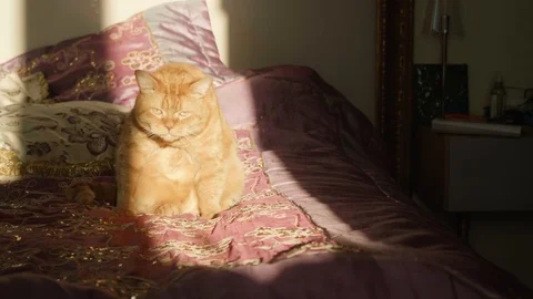 Ginder British cat washes itself sitting on bed with pink cover. Stock Footage 111135903