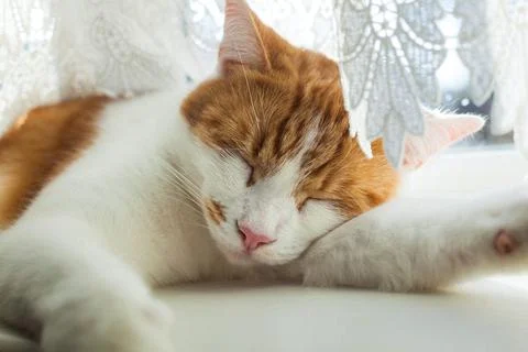 Giner Tomcat Stock Photos
