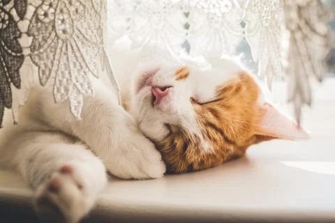Giner Tomcat Stock Photos