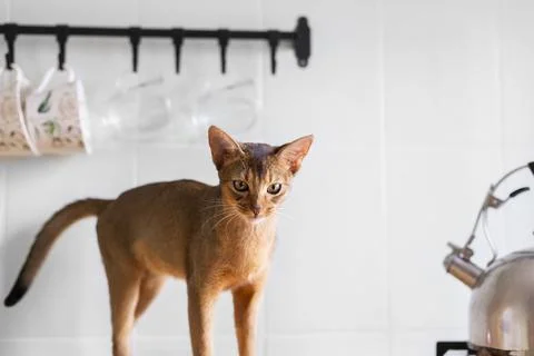 Ginger abyssinian kitten look in camera in the morning on sunny kitchen. Ad.. Stock Photos