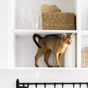 Ginger adorable Abyssinian cat staying on a white shelf on the kitchen in t.. Stock Photos