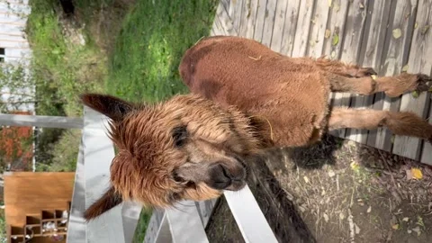 Ginger alpaca eats delicious green hay on the farm in the village.  Stock Footage 304002366