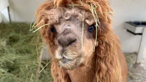 Ginger alpaca eats delicious green hay on the farm in the village.  Vidéo 304002389
