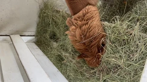 Ginger alpaca eats delicious green hay on the farm in the village.  Vidéo 304002390