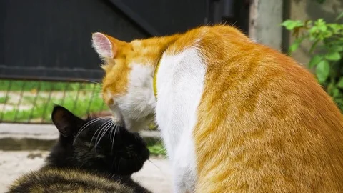 Lick Love Stock Footage ~ Royalty Free Stock Videos Pond5 Lick Love Stock Footage ~ Royalty Free Stock Videos Pond5