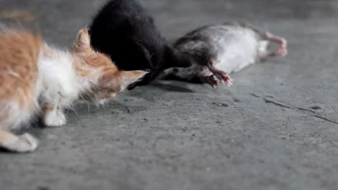 Ginger and black kittens playing with dead rat carcass on concrete floor. Stock Footage 340977878