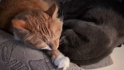Ginger and gray cats cuddling while sleeping indoors Stock Footage 303347021