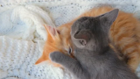 Ginger and gray playful kittens playing together on white knitted plaid. Healthy Stock Footage 148545708