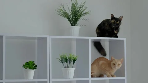 Ginger and tortoiseshell cats posing on white modern square shelves with de.. Vídeo Stock 333247485
