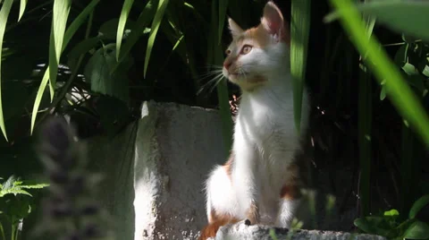 Ginger and white cat cleans itself Stock Footage 39327311