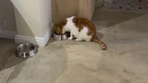 A ginger and white cat eats his food out of his cat food bowl. 库存影片 332632927