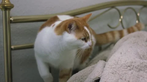 Ginger and white cat gets comfortable on bed Stock-Footage 323119598