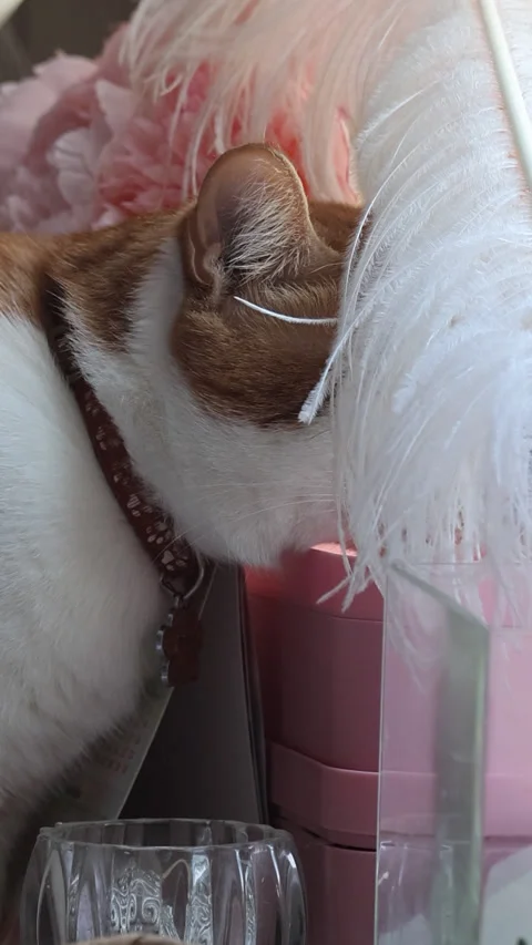 Ginger and white cat. Hid its face in a white ostrich feather. Looking back.. Stock Footage 330494549