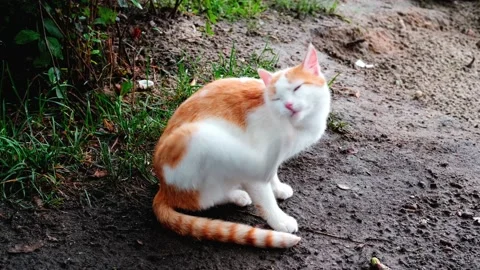 Ginger-and-white cat itches in nature Stock Footage 158795717