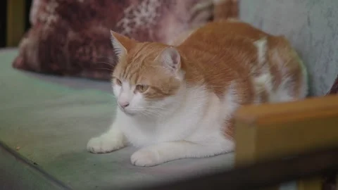 Ginger and white cat relaxing on sofa looking around with calm expression. Stock Footage 332323766