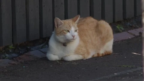 Ginger and White Cat Resting Quietly in Outdoor Urban Environment Video stock 336518161