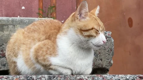 Ginger and White Cat Resting on Concrete Stairs Stock Footage 340291286