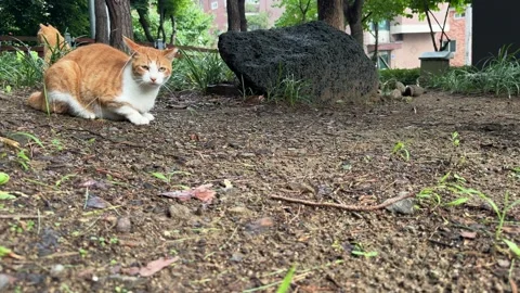 Ginger and White Cat Resting Alert on Damp Soil After Rain 스톡 동영상 342516210