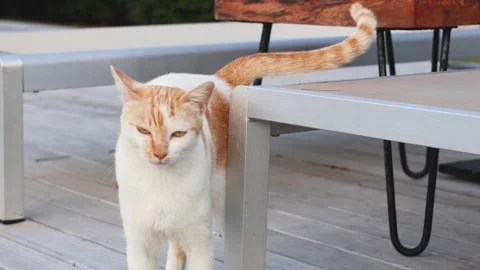 A ginger and white cat rubs against a metal outdoor chair on a wooden deck .. Vídeo Stock 332760352