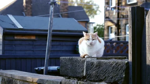 Ginger and white cat sitting on urban street wall Stock Footage 225726910