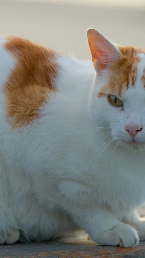 Ginger and White Cat Sitting on Wooden Surface Outdoors Stock Footage 317538304