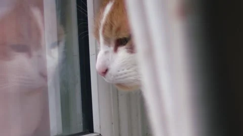 Ginger and white cat sitting in window looking at his reflection close up 库存影片 320562960