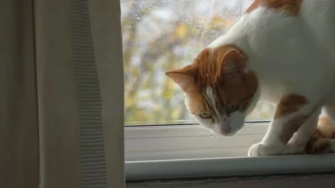 Ginger and white cat sitting in window from behind curtain medium shot portrait 库存影片 320564290