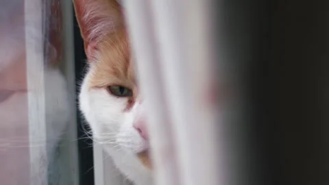 Ginger and white cat sitting in window 库存影片 323120992
