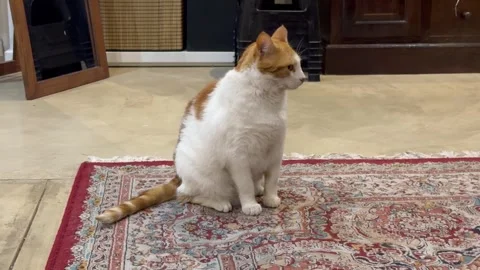 A ginger and white cat sitting on a carpet in a suburban home. Video stock 332630194