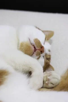 Ginger and white cat sleeping on its side, close-up of its face with fangs vi Stock Photos