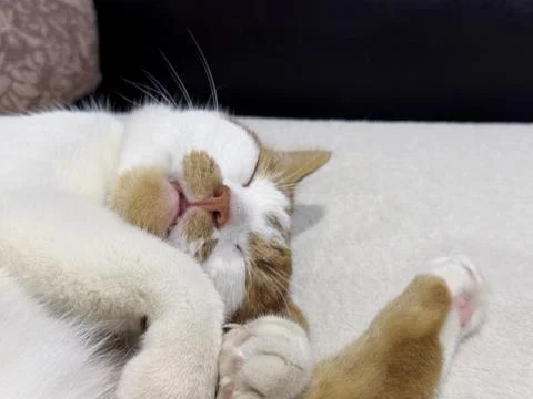Ginger and white cat sleeping on its side, close-up of its face with fangs vi Stock Photos