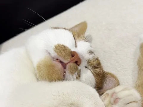 Ginger and white cat sleeping on its side, close-up of its face with fangs vi Stock Photos