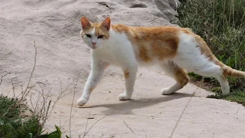 Ginger and white cat walking across sandy ground with grass patches, then s.. Видео 333780206