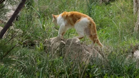 Ginger and white cat walking through tall grass and rocky ground outdoors Видео 333780210