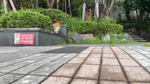 Ginger and White Cat Walking Along Stone Wall in Green Urban Park Video stock 347290254