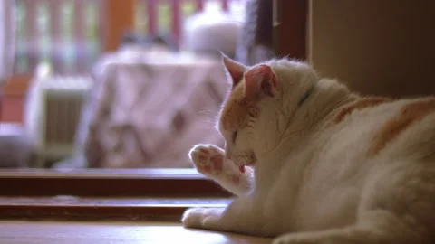 Ginger and white cat washes paw in house window Stock Footage 335103527