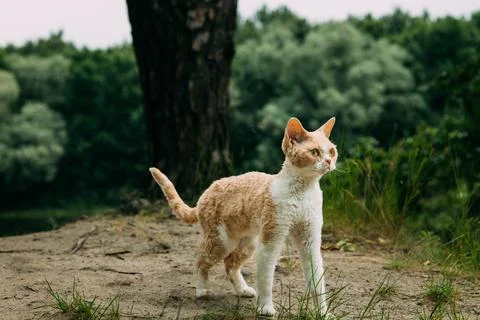 Ginger and White Devon Rex Cat Standing on Sandy Riverbank Stock-Fotos