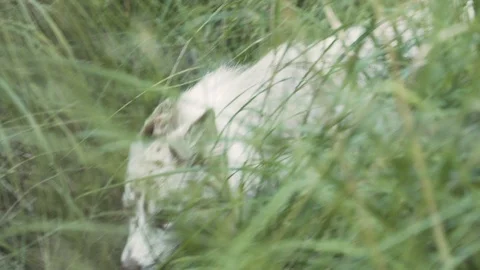 Ginger And White Dog Sniffs And Walks Through Thick Tall Grass 動画素材 118854833