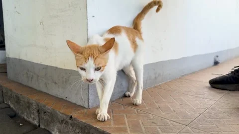 Ginger and White Stray Cat Meowing on a Manila Street Stock Footage 332099010